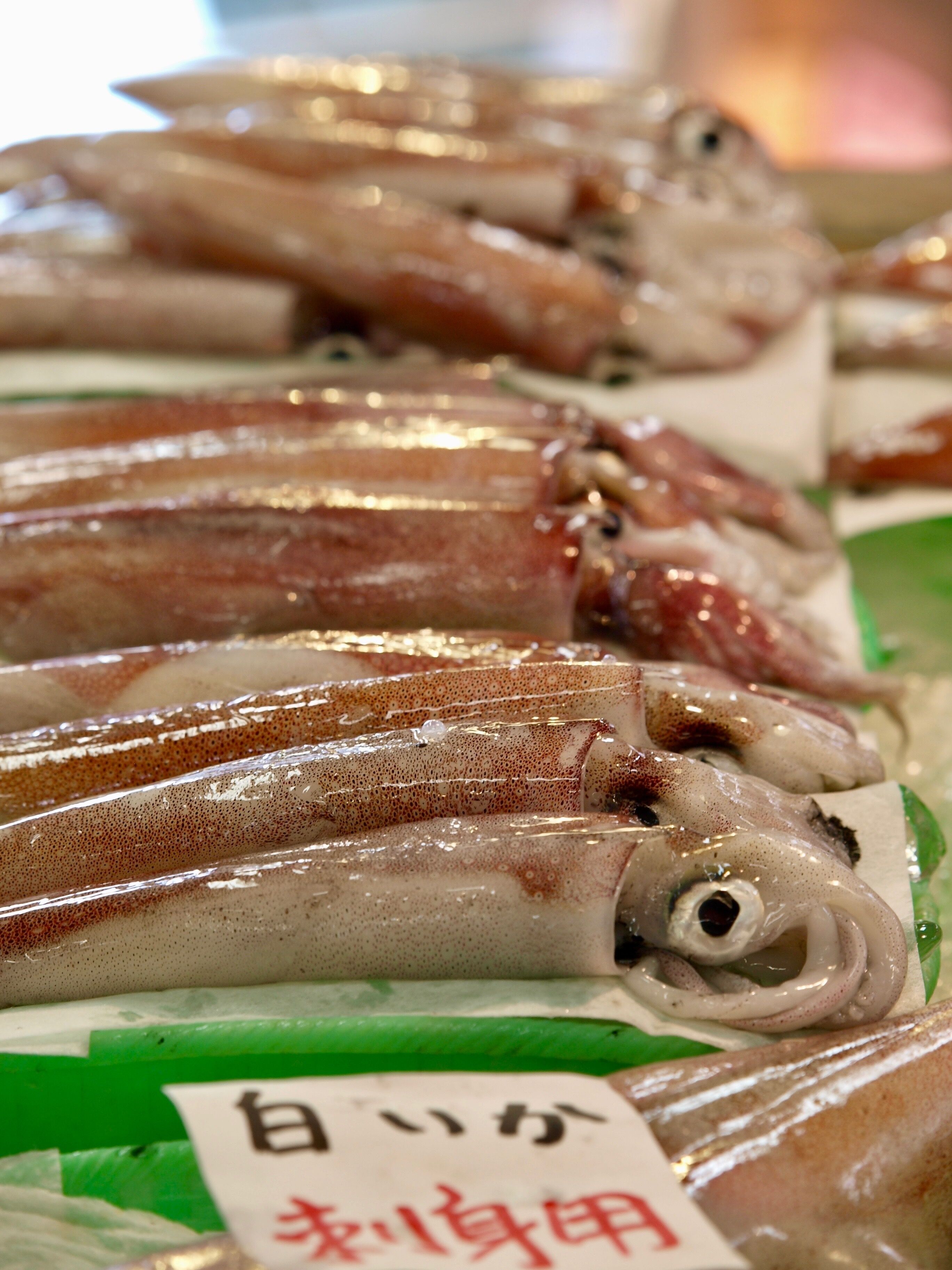 squid/Sakaiminato,Tottori
