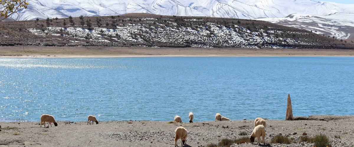 A group of sheep grazing near a lake with snow-capped mountains in the background.