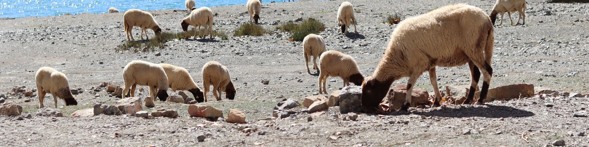 Sheep Grazing Near Tislit Lake in Imilchil, Morocco's Haut Atlas Oriental National Park, with Snowy Mountains and Serene Blue Waters