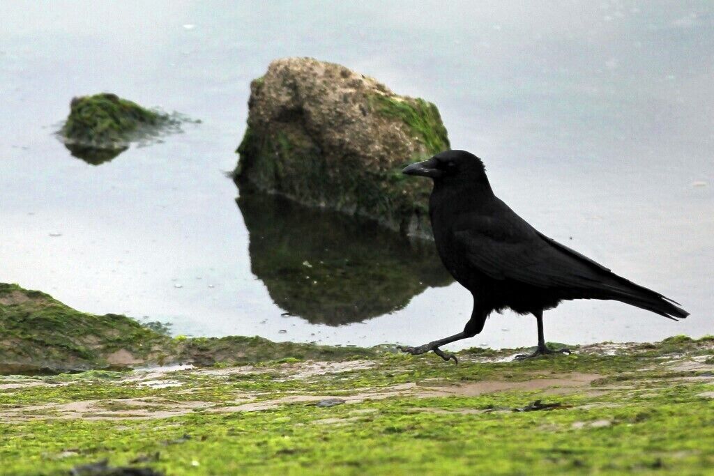 Carrion crow, North Wirral Coastal Park, Leasowe