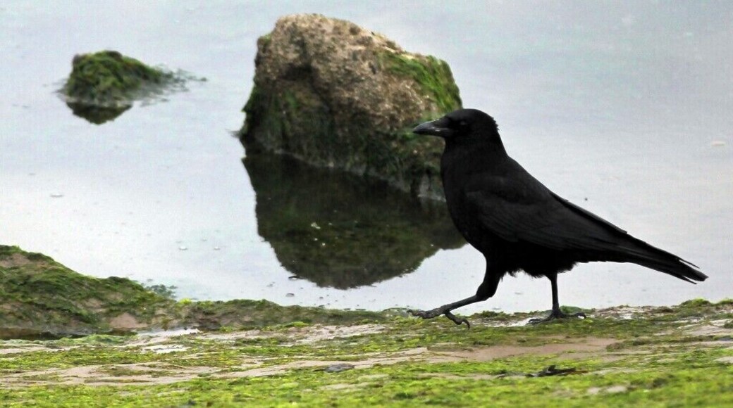 Carrion crow, North Wirral Coastal Park, Leasowe