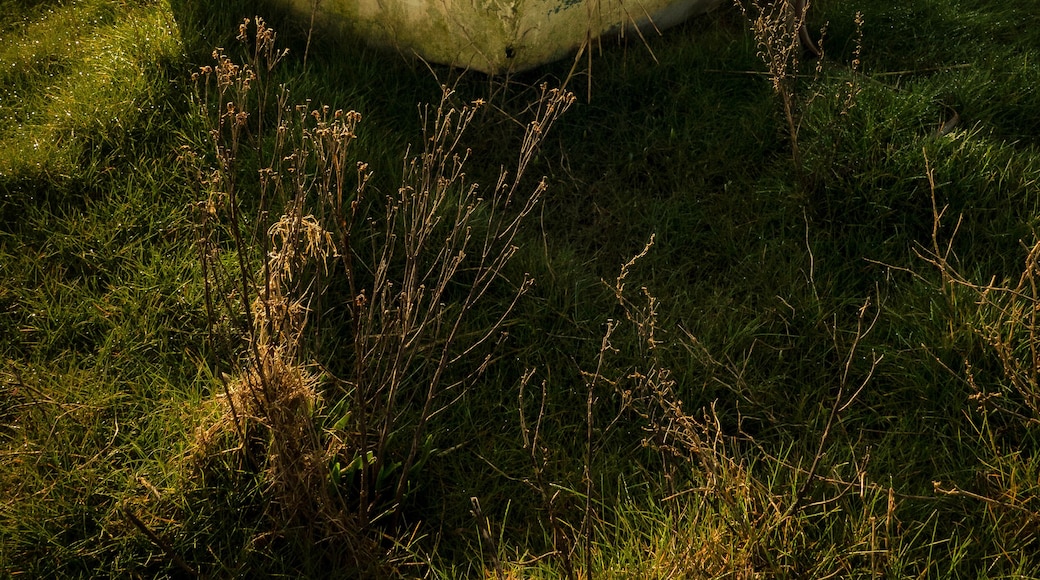 Superb morning ar Heswall marshes. Spoilt for choice with many excellent compositions, well worth a visit.