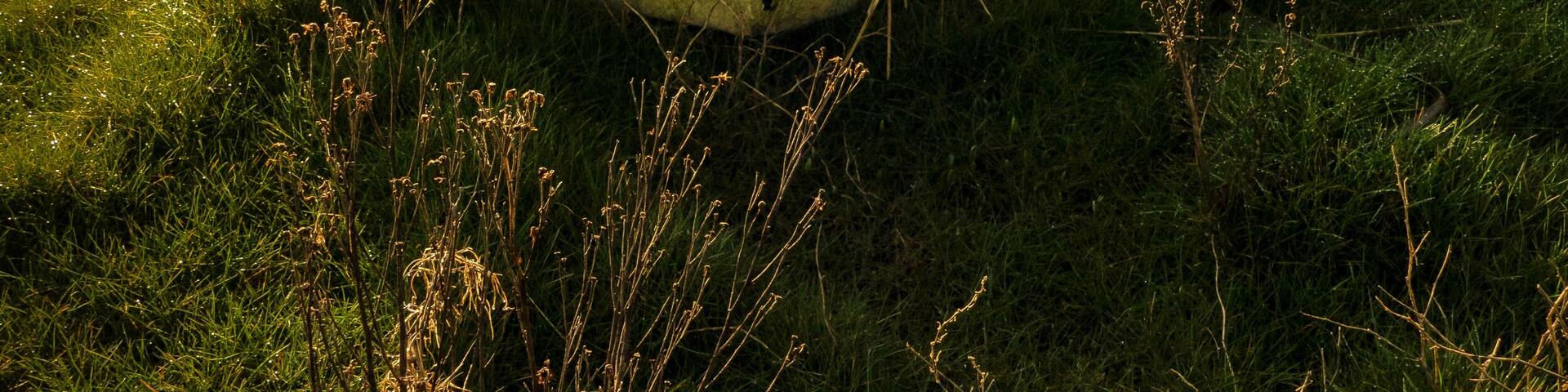 Superb morning ar Heswall marshes. Spoilt for choice with many excellent compositions, well worth a visit.