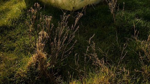 Superb morning ar Heswall marshes. Spoilt for choice with many excellent compositions, well worth a visit.