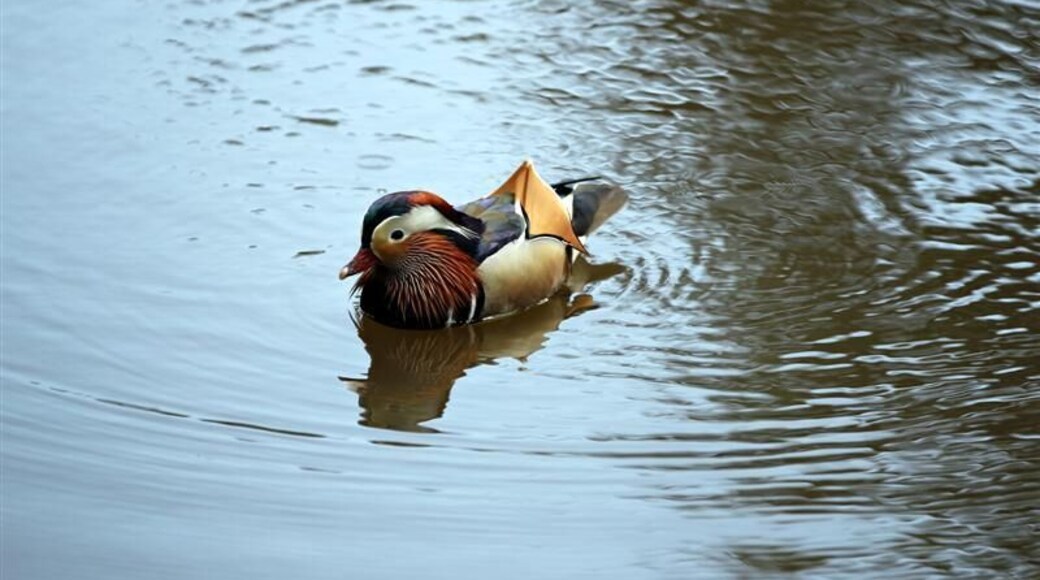 Mandarin Duck, Arrowe Park Lake