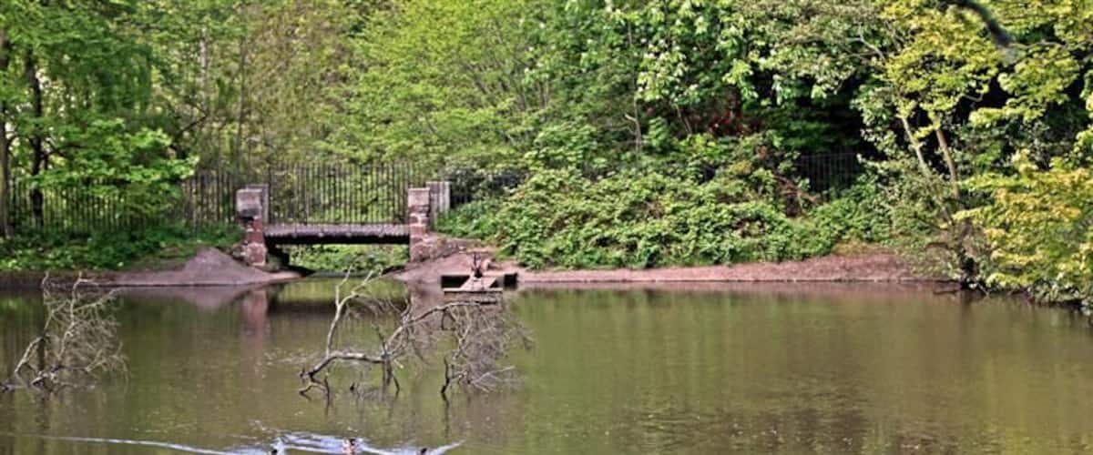 Bridge and Birds, Arrowe Park Lake