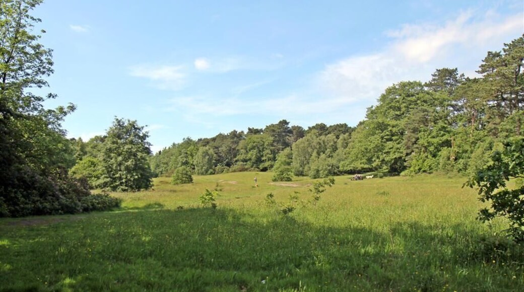 Dell next to Hillbark, Thurstaston Common