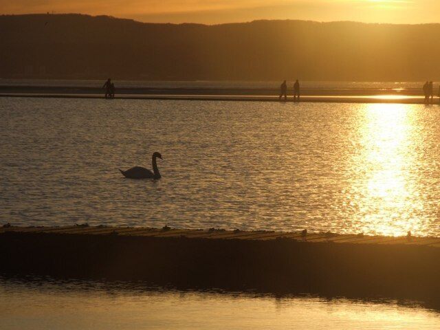 A swan swimming in a body of water during sunset.