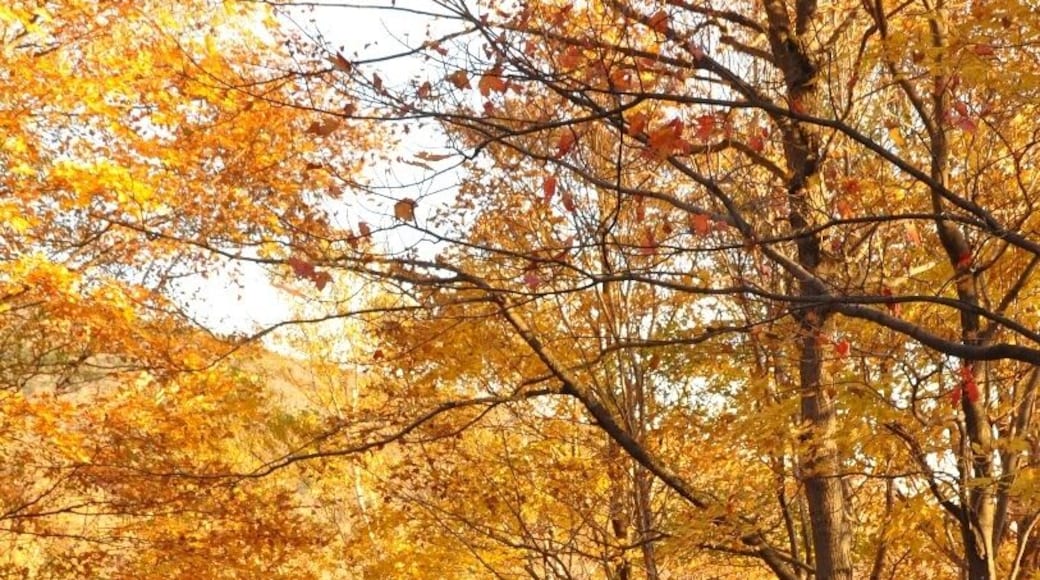 Tunnels of gold on the dirt road leading up to the ranger station, campsites, and parking area at Underhill State Park.