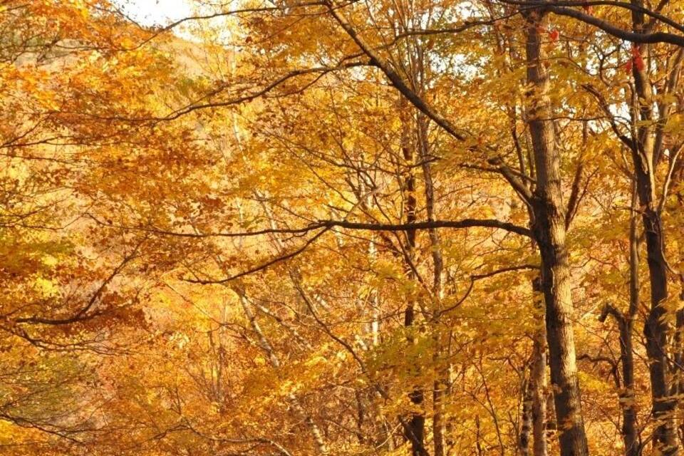 A road surrounded by trees with autumn foliage.