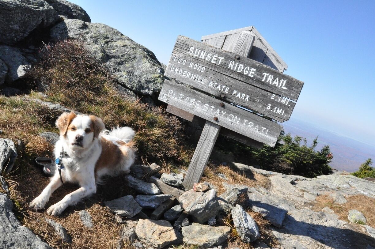 A dog near a trail sign for Sunset Ridge Trail with distances to Underhill State Park and other locations.
