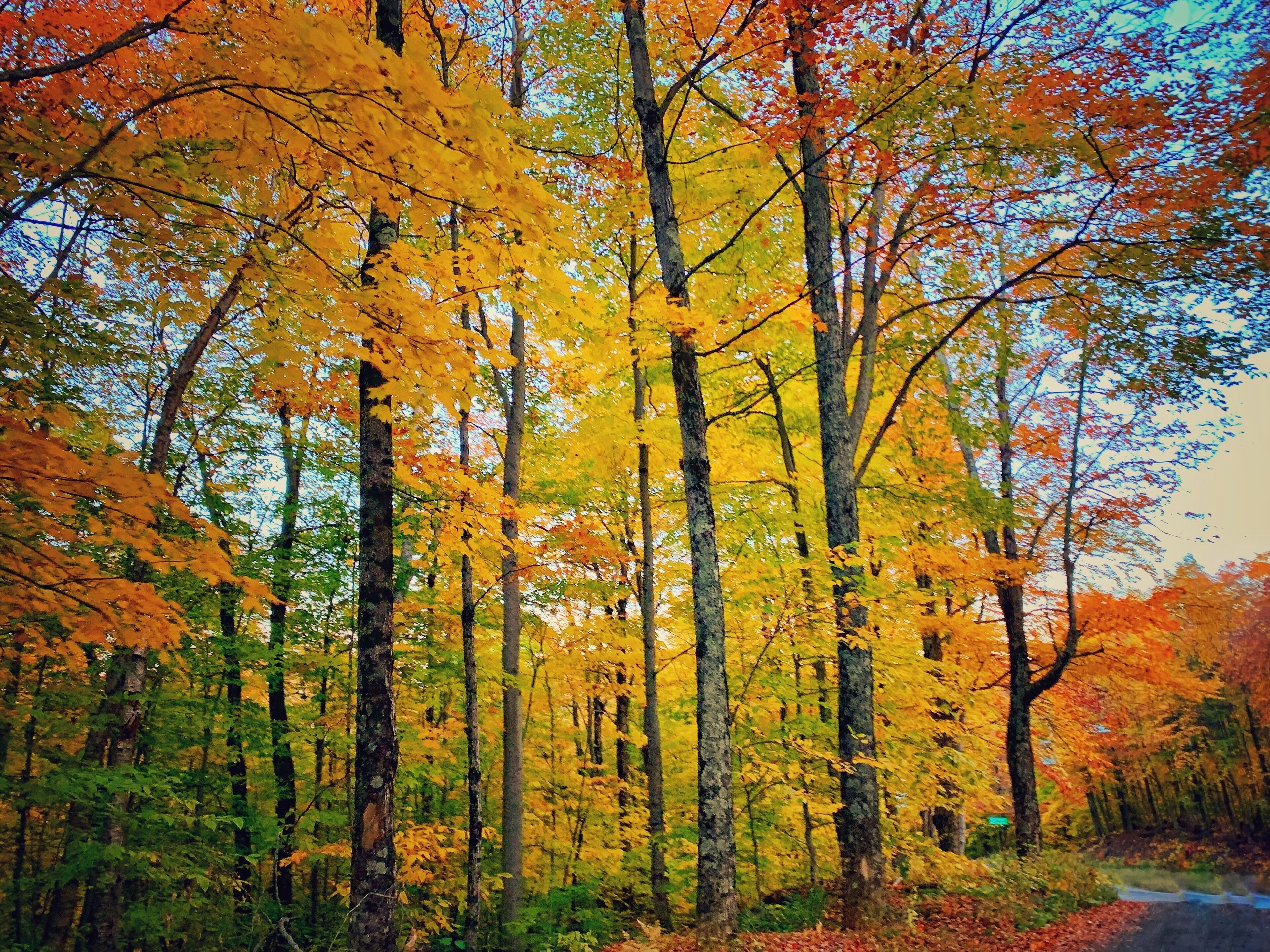 A forest with autumn-colored trees.
