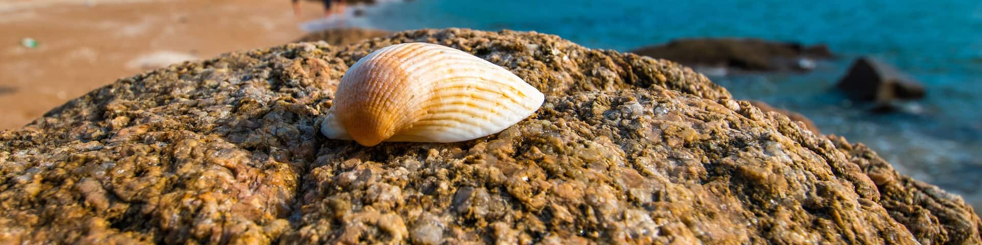 Closeup of a seashell against the blurred coastal background of Silmi Beach on Muuido Island in Incheon, Korea.