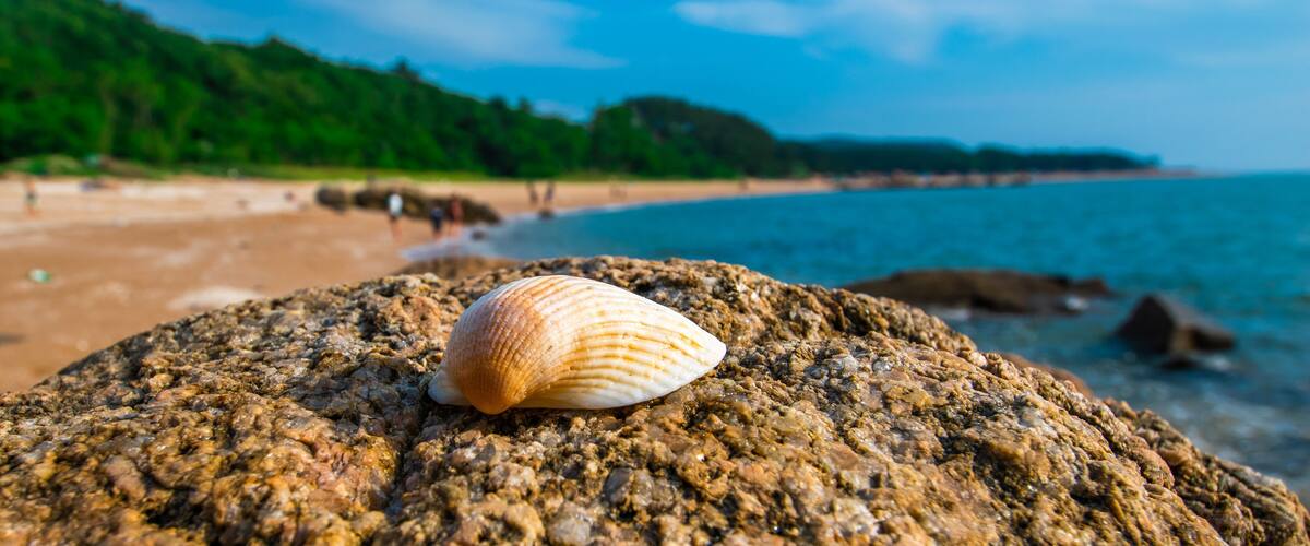 A seashell on a rocky shore with a beach and ocean in the background.