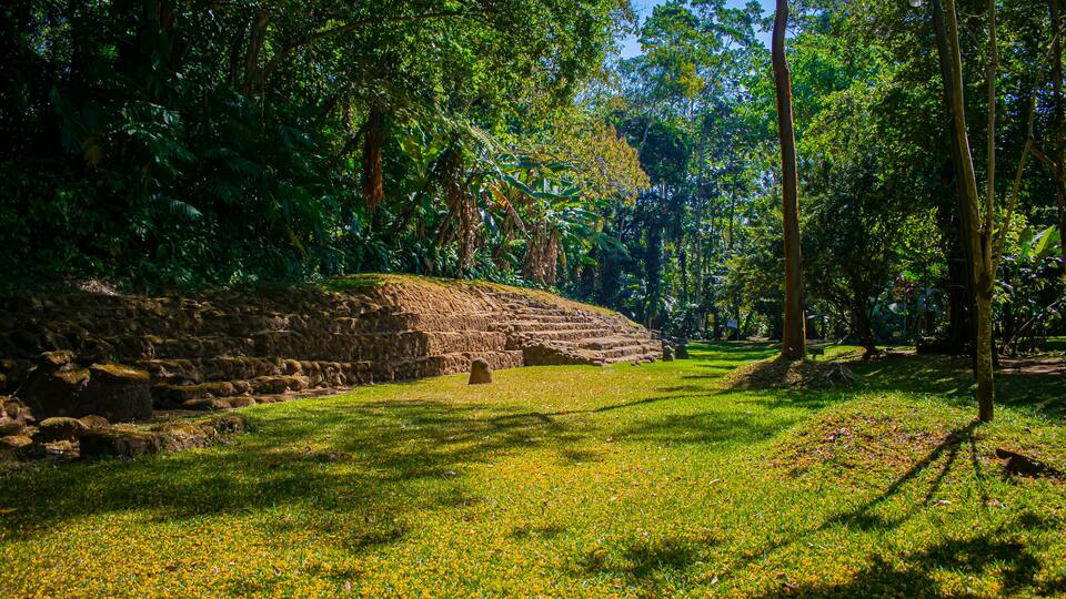 A lush green forest with a stone staircase leading up to a structure.