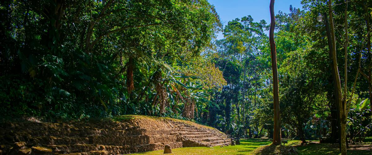 A lush green forest with a stone staircase leading up to a structure.