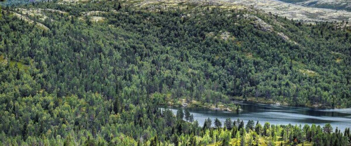 A mountainous landscape with dense forests and a lake.