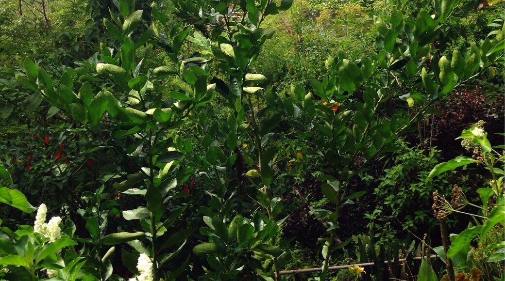 The view from the Yoga Forest is one of the most beautiful ways to wake up. Everywhere you look, you see the fabulous Lake Atitlan, mountains and exotic trees and plants.
