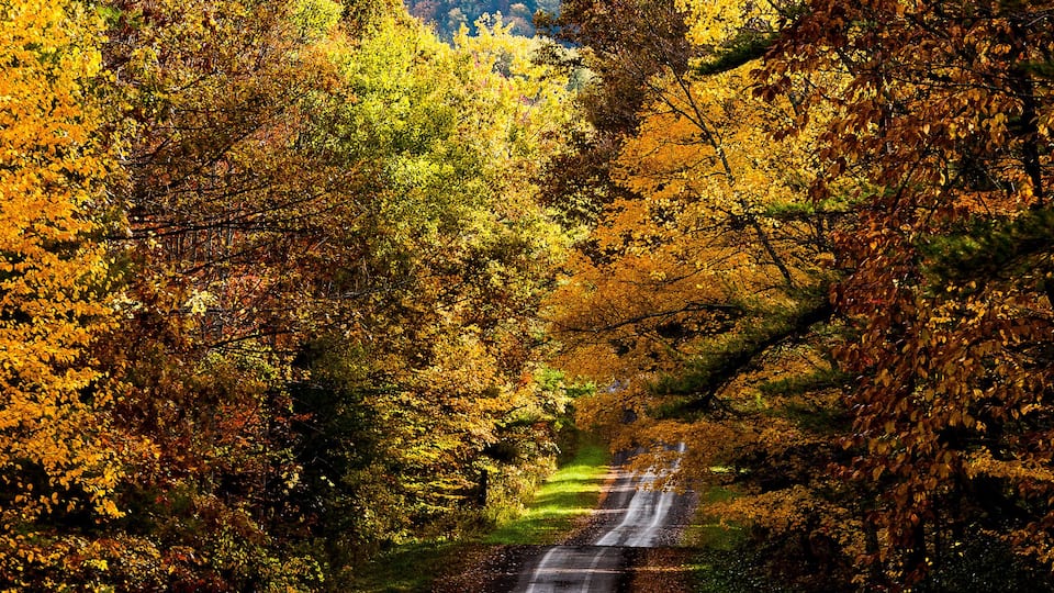 One Lane Gravel Road at Peak Autumn - Connecticut Hill Wildlife Management Area - New York