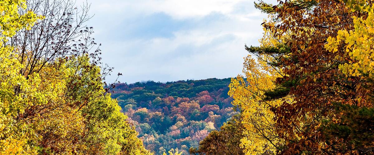 A road flanked by autumn-colored trees leading to a distant hill.