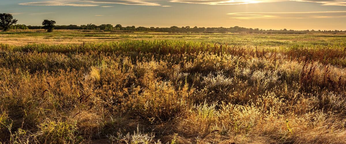 Golden hour landscape of wild grass flowing in the wind in the wetlands of the Cosumnes River Preserve in Galt California with the sun setting on the horizon.
