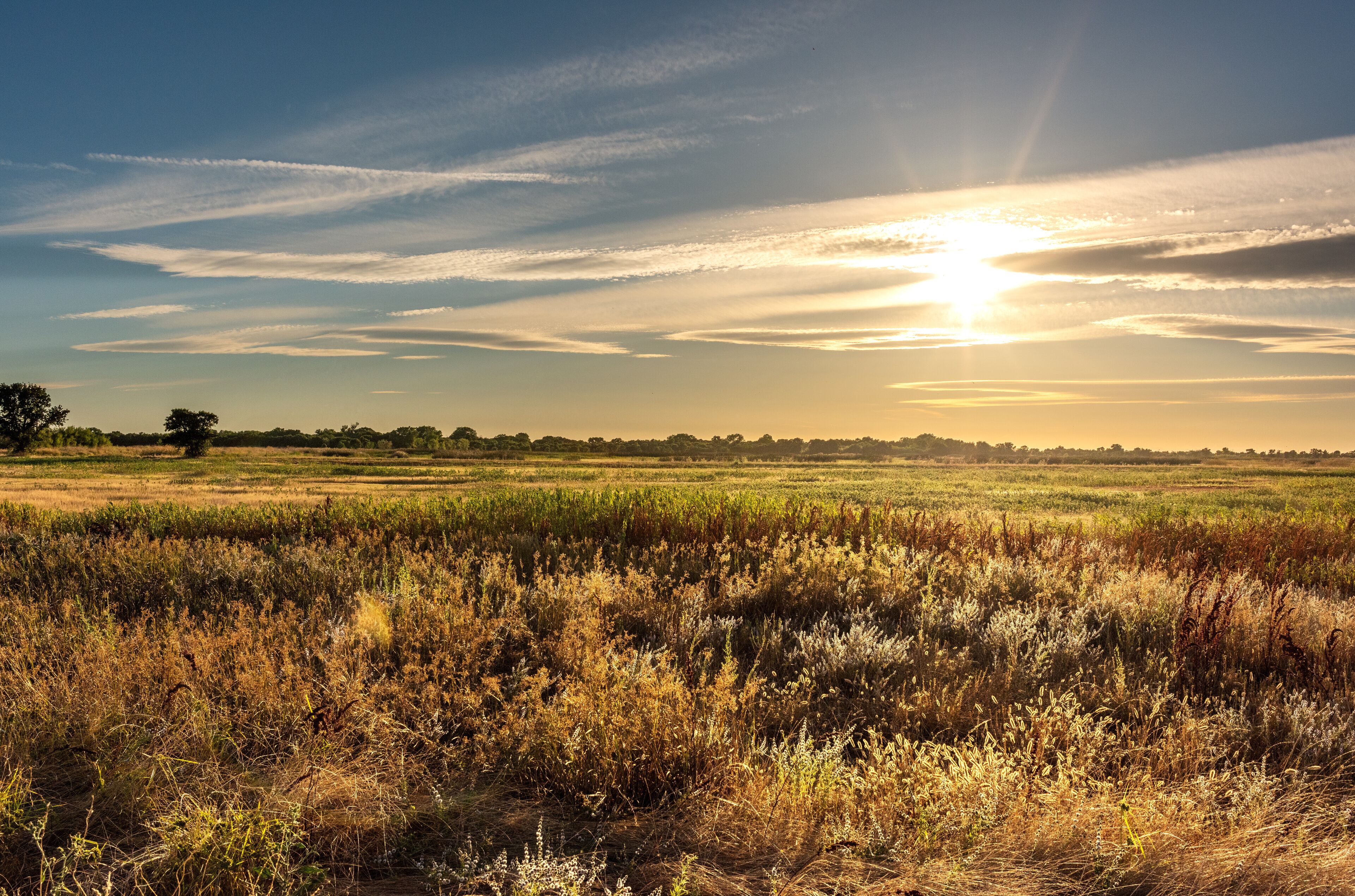 A sunset over a field with a clear sky and distant trees.