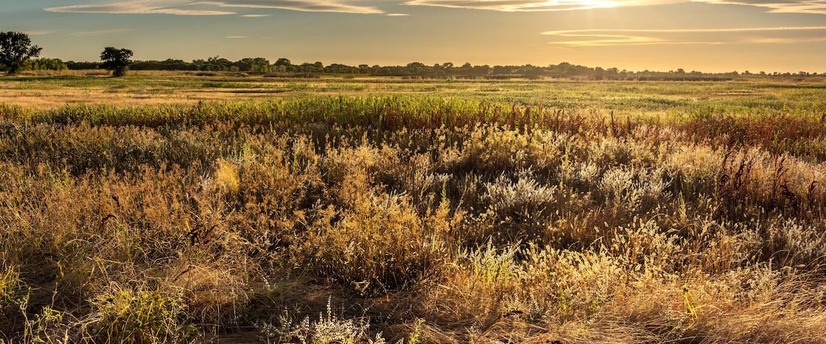 A sunset over a field with a clear sky and distant trees.