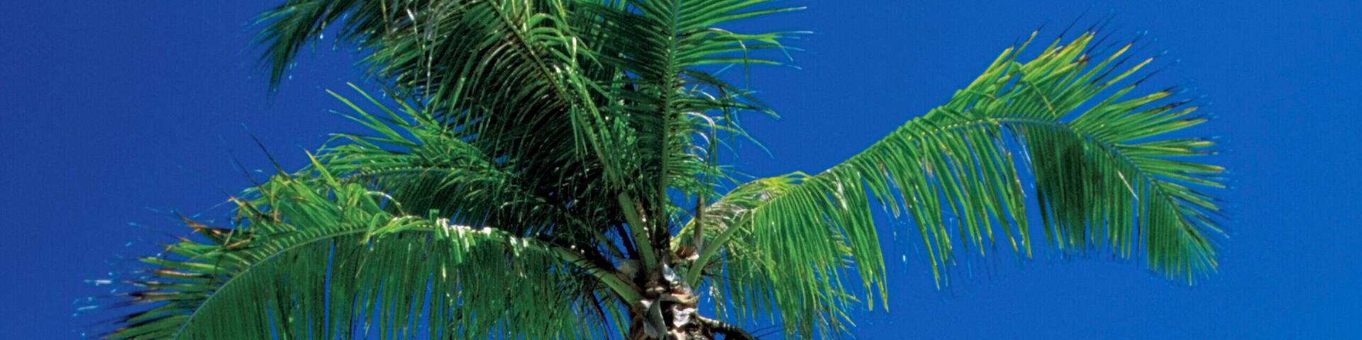 Palm tree leaning over the beach, Motu Tofari Beach, Bora Bora, French Polynesia