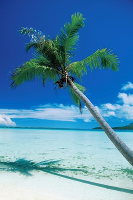 Palm tree leaning over the beach, Motu Tofari Beach, Bora Bora, French Polynesia