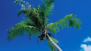 Una palmera en la playa con agua azul cristalina y una isla a lo lejos.