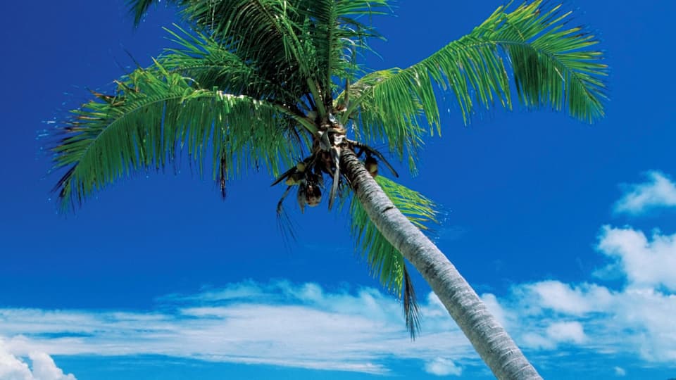 A palm tree on a beach with clear blue water and a distant island.