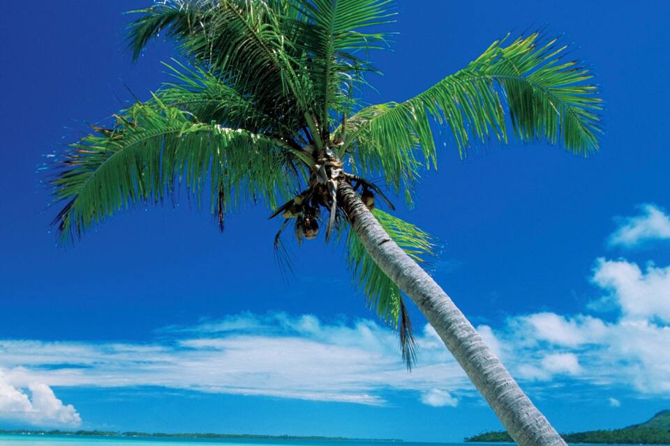 A palm tree on a beach with clear blue water and a distant island.