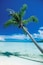 Palm tree leaning over the beach, Motu Tofari Beach, Bora Bora, French Polynesia