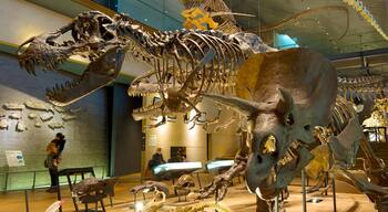 Yahatahigashi showing interior views