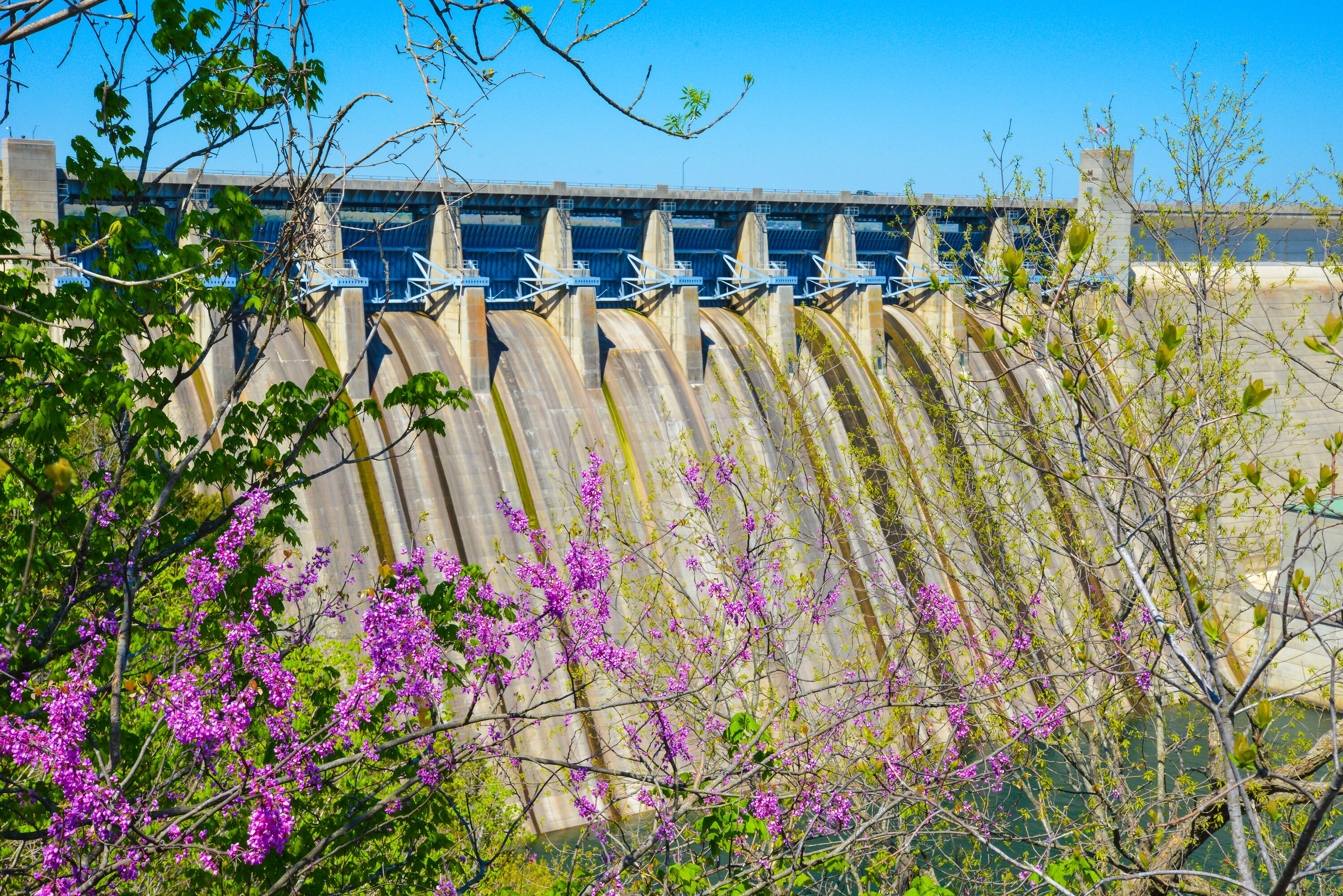 A great view of Table Rock Dam through some spring flowers; Shutterstock ID 547019707