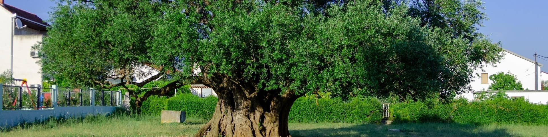 Small town outside Split is home to a 1,500 year old olive tree.