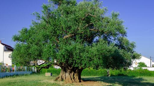 Small town outside Split is home to a 1,500 year old olive tree.