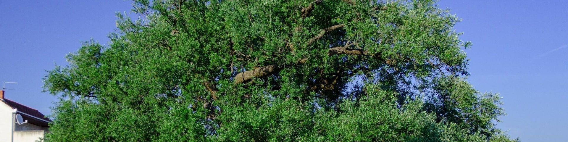 A large tree with a thick trunk and dense green foliage in a residential area.