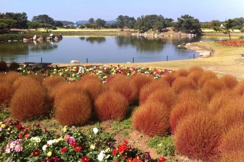 A lake surrounded by trees and a field of spherical red plants.