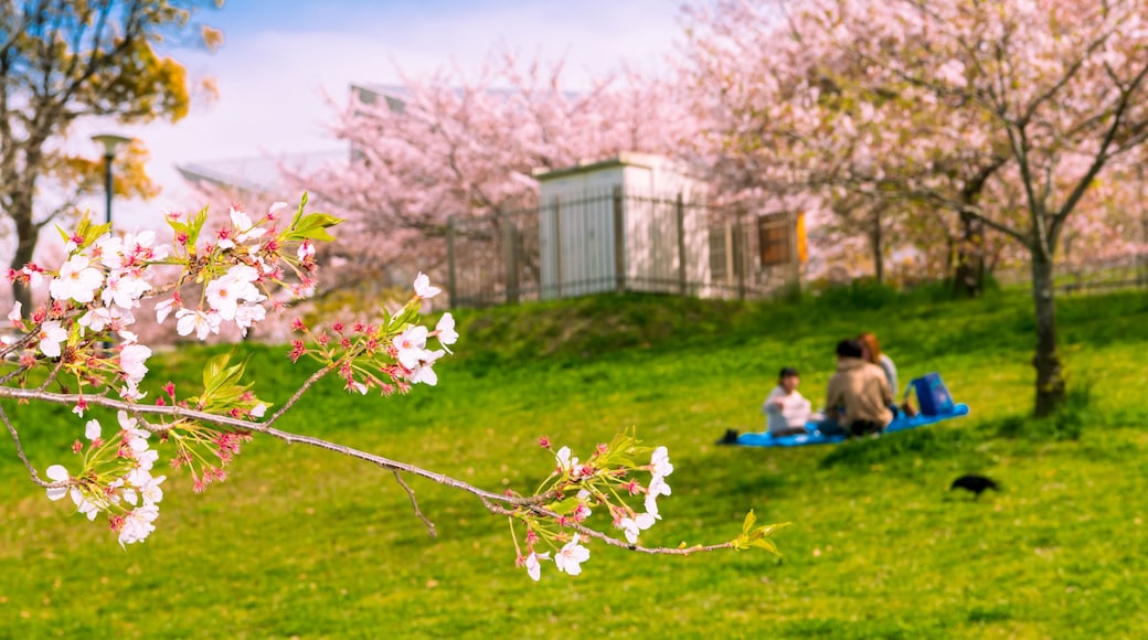 北九州市民のオアシス, 春の福岡県が管理する中央公園