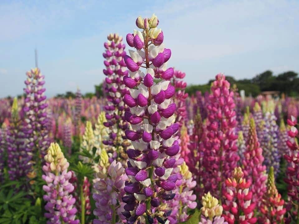 Beautiful sea of flowers of all sorts of variety changing with the season!
#Fukuoka
#LifeatExpedia