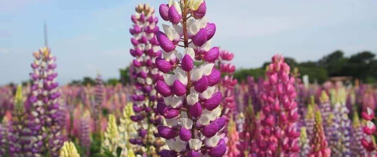 Beautiful sea of flowers of all sorts of variety changing with the season!
#Fukuoka
#LifeatExpedia