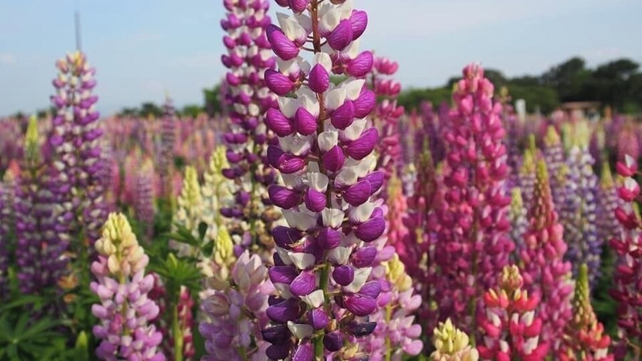 Beautiful sea of flowers of all sorts of variety changing with the season!
#Fukuoka
#LifeatExpedia