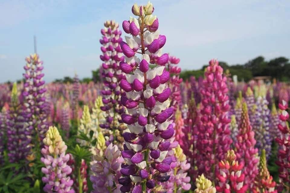 A field of lupine flowers in various colors.