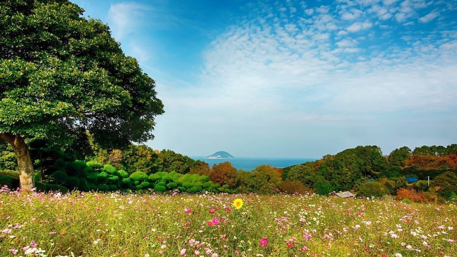 Nokonoshima Island, otherwise known as Flower Island is a short trip by ferry from Fukuoka. The island is covered in colourful flowers, like something out of a Studio Ghibli film. The ideal time to visit is Spring #TroveOn #Japan #Fukuoka #Nokonoshima #flower #traveltips @Visit_Japan @Japanesquest @Japan_travel_JP