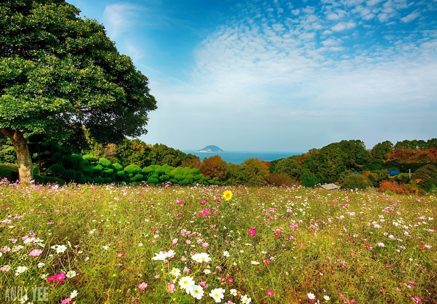 Nokonoshima Island, otherwise known as Flower Island is a short trip by ferry from Fukuoka. The island is covered in colourful flowers, like something out of a Studio Ghibli film. The ideal time to visit is Spring #TroveOn #Japan #Fukuoka #Nokonoshima #flower #traveltips @Visit_Japan @Japanesquest @Japan_travel_JP