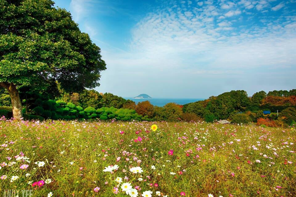 A field of wildflowers with a large tree and a distant mountain.