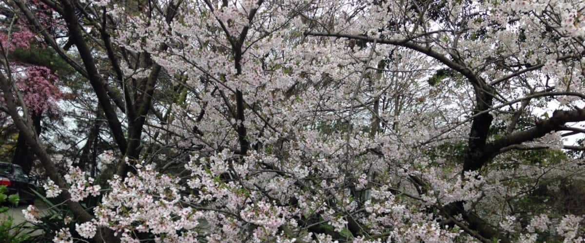 Cherry blossoms in full bloom