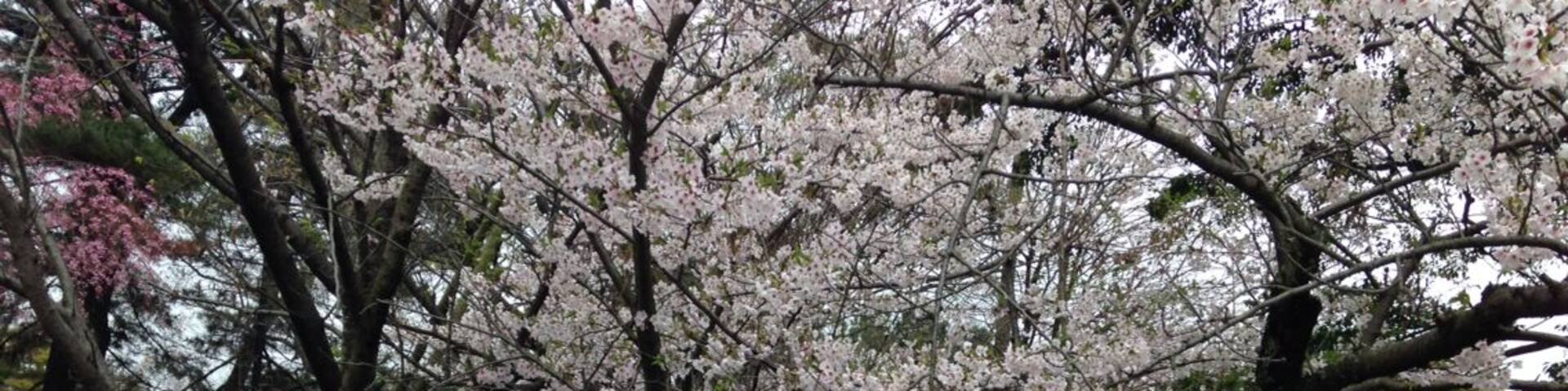 Cherry blossoms in full bloom