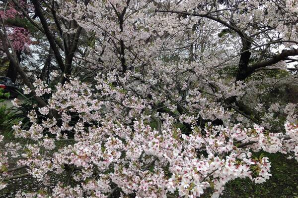 Cherry blossoms in full bloom